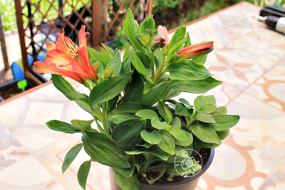 Alstroemeria Inticancha 'Bryce' (2026)1