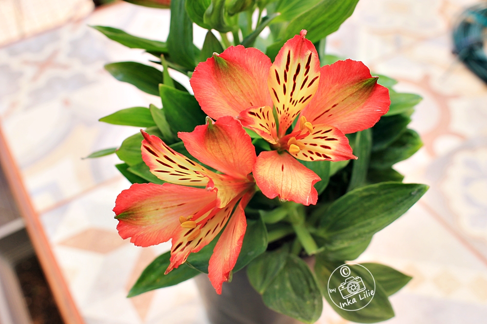 Alstroemeria Inticancha 'Bryce' (2026)3
