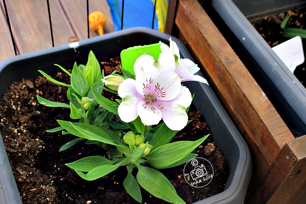 Alstroemeria Inticancha 'Moon' (2026)2