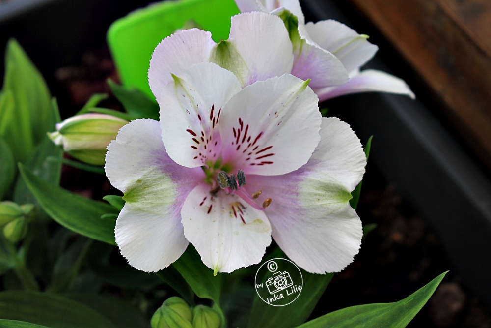 Alstroemeria Inticancha 'Moon' (2026)3