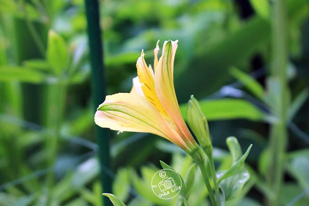 Alstroemeria 'Jupiter' (2022)1