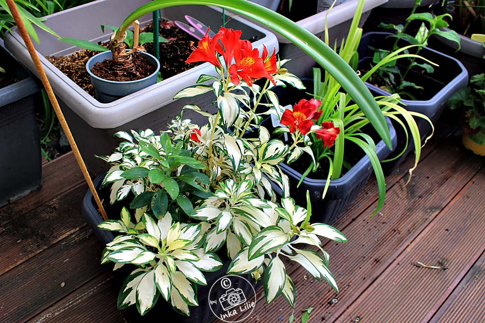 Alstroemeria 'Rock and Roll®' (2026)2