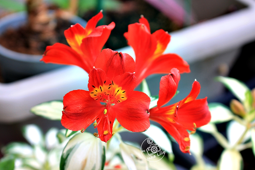 Alstroemeria 'Rock and Roll®' (2026)3
