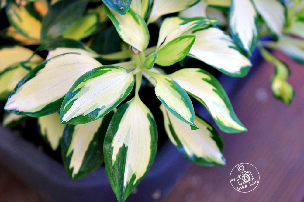 Alstroemeria 'Rock and Roll®'1