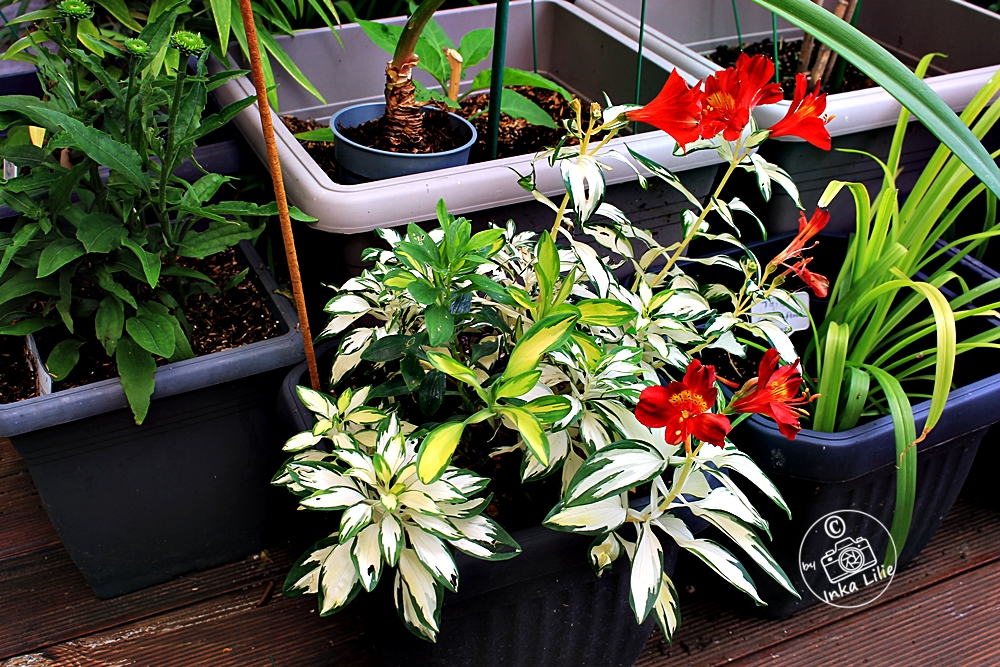 Alstroemeria 'Rock and Roll®'2