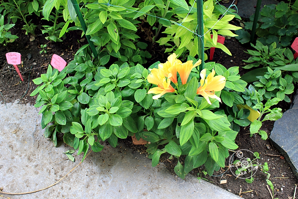 Alstroemeria 'Spring Valley' (2021)1