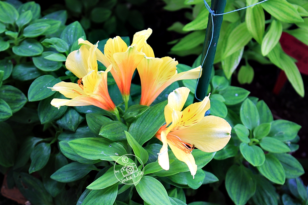 Alstroemeria 'Spring Valley' (2021)2