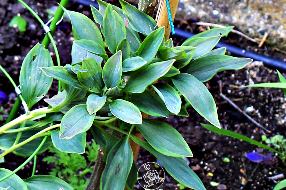 Alstroemeria 'Summer Breeze'1
