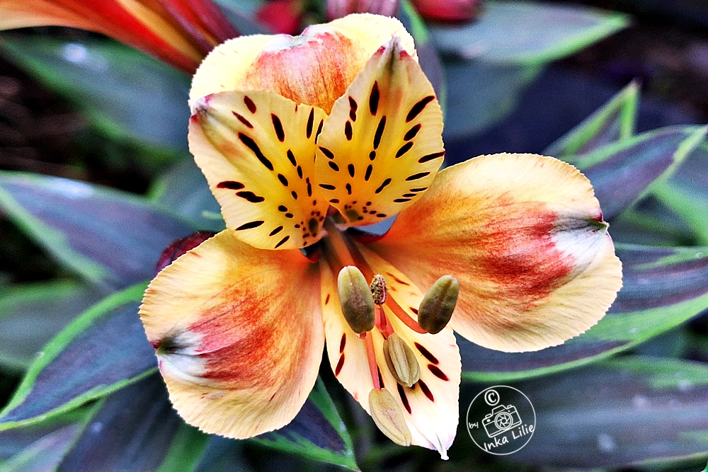 Alstroemeria 'Summer Breeze'2