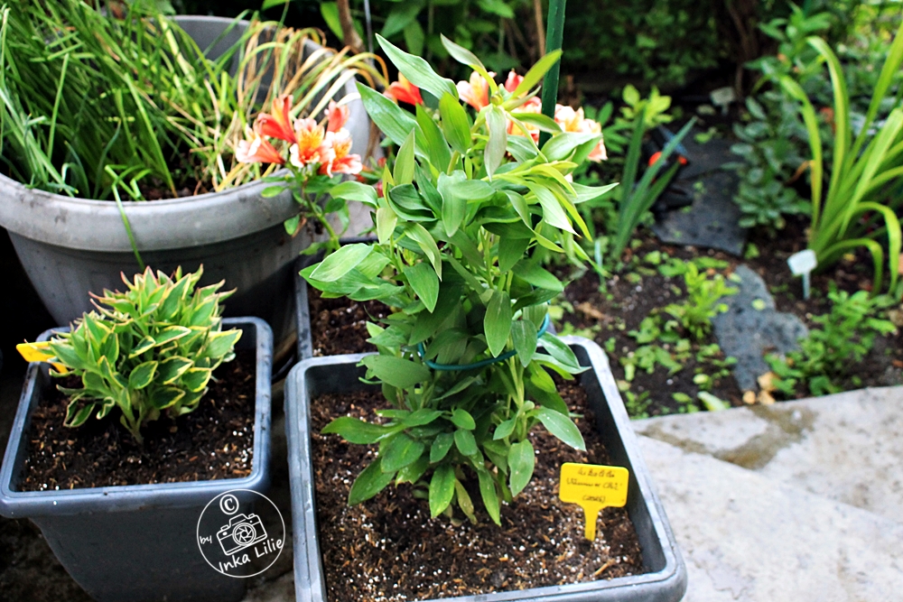Alstroemeria 'Summer Chic' (2026)