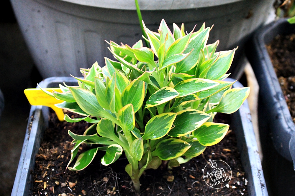 Alstroemeria Summer Paradise® 'River Valley' (2026)1