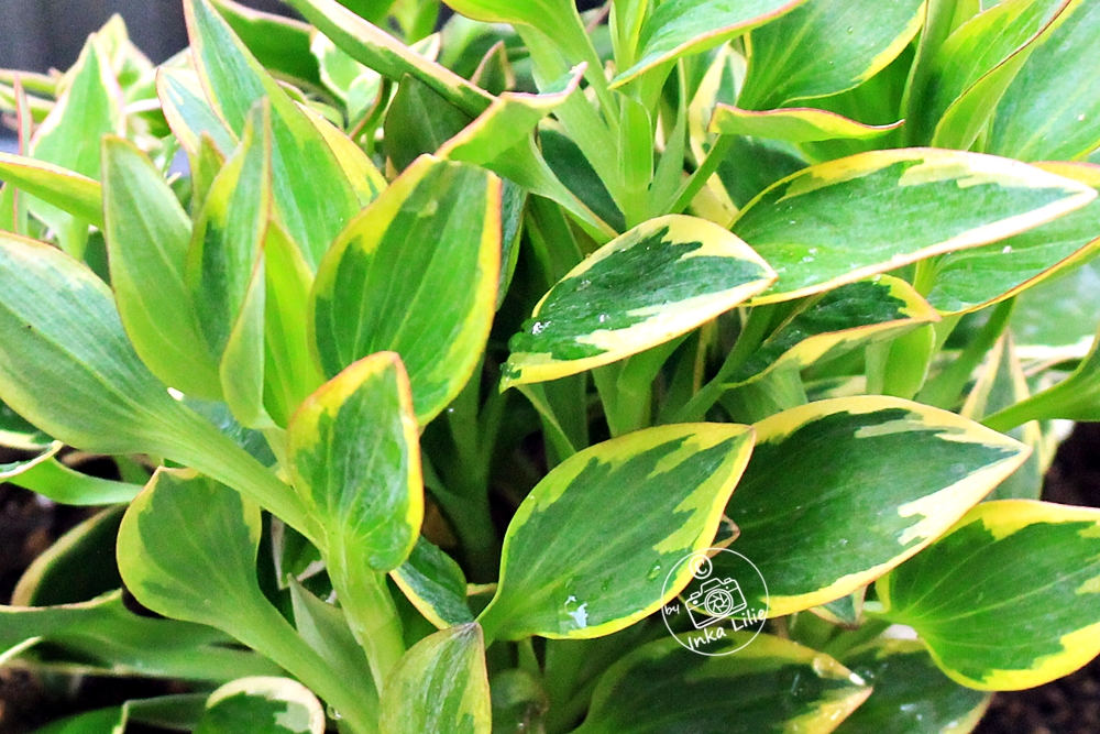Alstroemeria Summer Paradise® 'River Valley' (2026)2