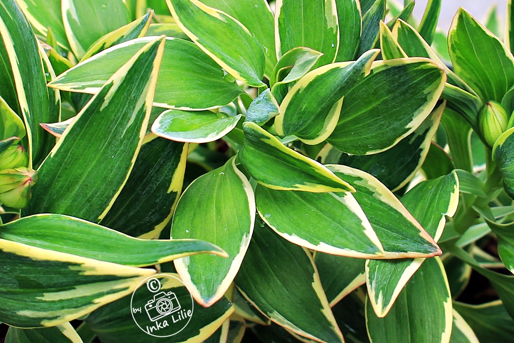 Alstroemeria Summer Paradise® 'River Valley'