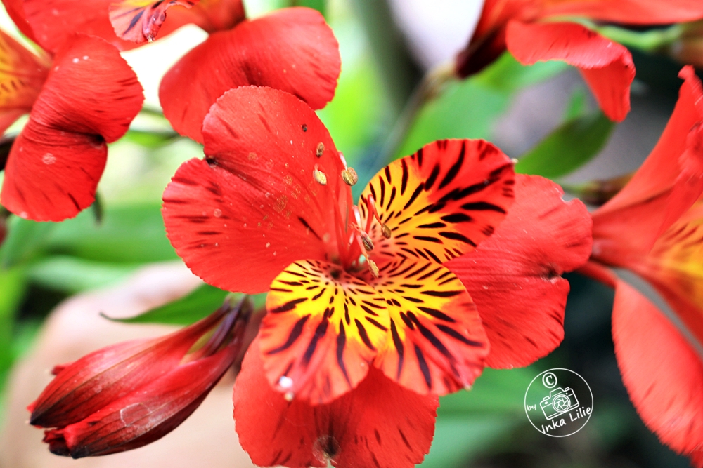 Alstroemeria'Mejestic Lire' (2021)