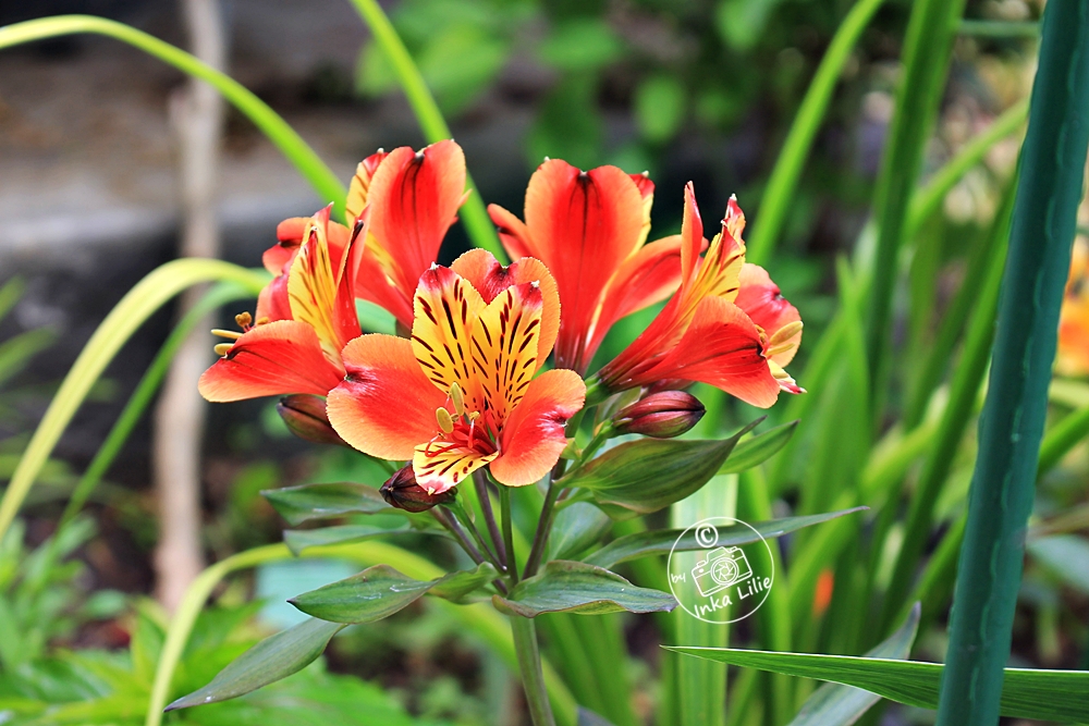 Alstroemria 'Indian Summer' (2021)1