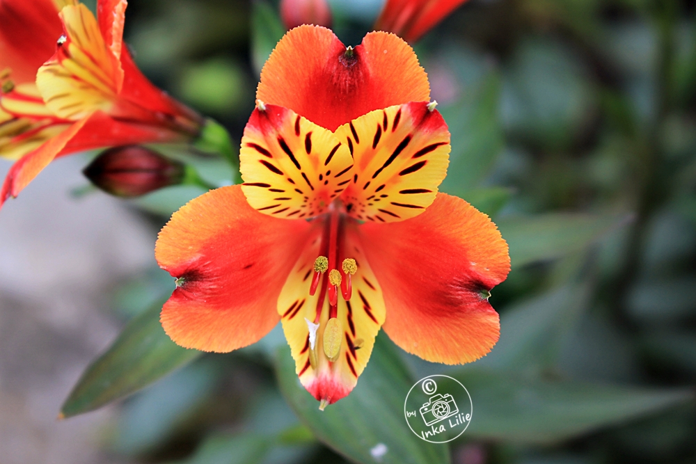 Alstroemria 'Indian Summer' (2021)2