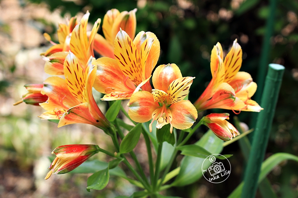 Alstroemria 'Summer Breeze' (2021)1
