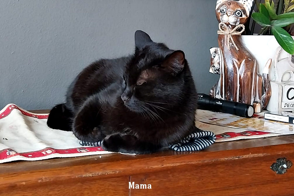 Mugsy Mama