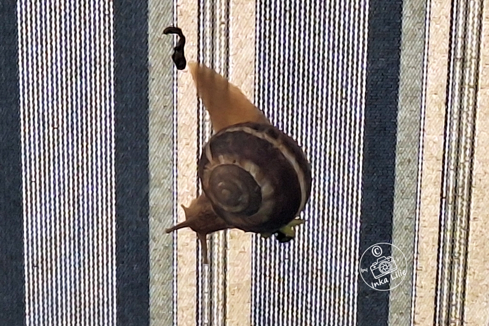Schnecken