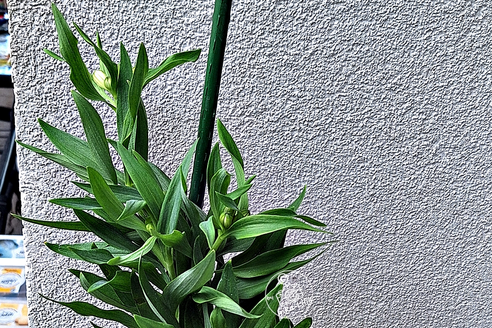 01 10.04.2026 Alstroemeria 'Summer Sky' (2026)