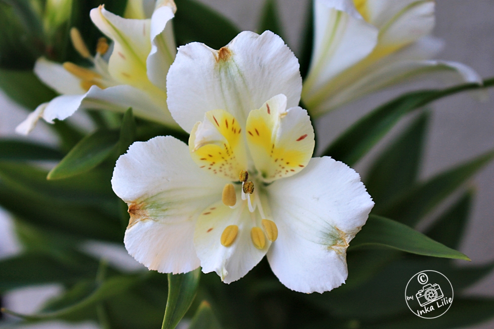05 19.04.2026 Alstroemeria 'Summer Sky' (2026)