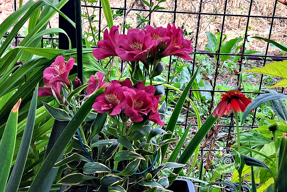11 04.07.2026 Alstroemeria Summer Paradise® 'River Valley' (2026)