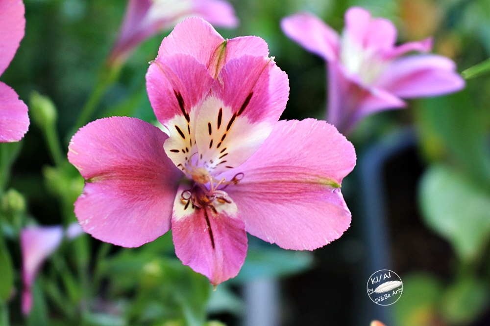 27 19.07.2026 Alstroemeria 'Summer Chic' (2026)