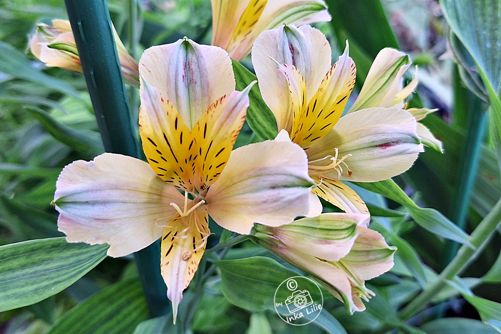 31 06.06.2025 Alstroemeria 'Jupiter'