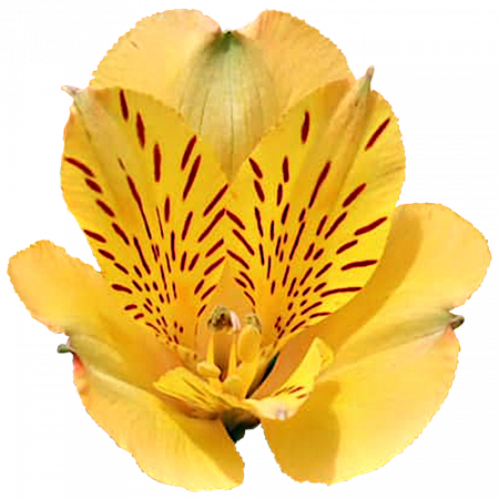 ‚Aloha‘