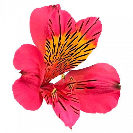 ‚Amposta‘