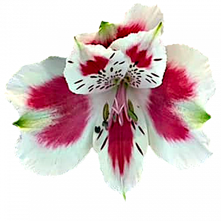 ‚Andalusia®‘