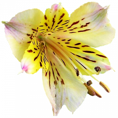 ‚Angelika‘
