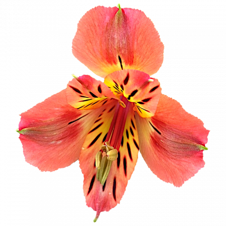 ‚Appel Bloesem‘