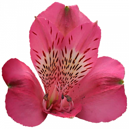 ‚Audrey‘