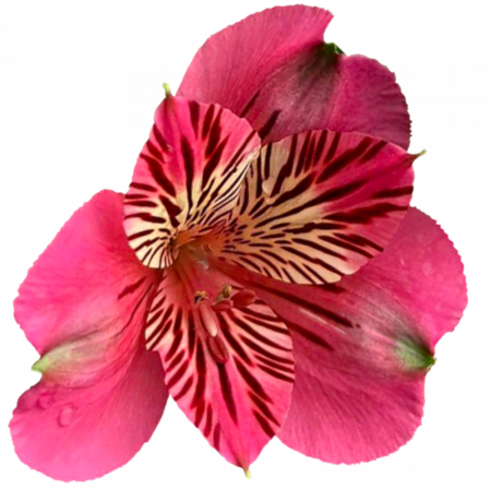 ‚Bahamas‘
