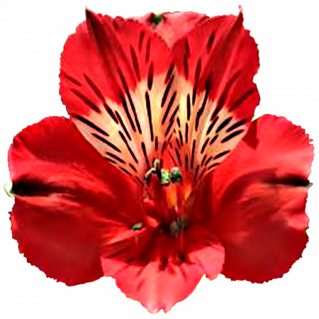 ‚Bahia‘