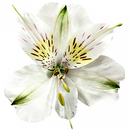 Butterfly ‚Bianca‘