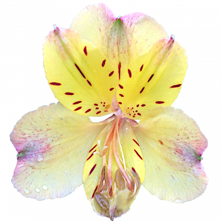 ‚Butterscotch‘