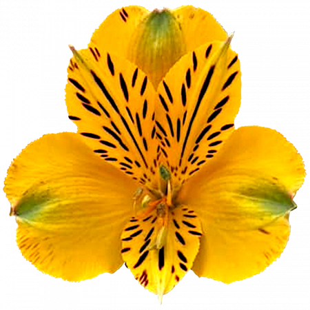 ‚Canary‘