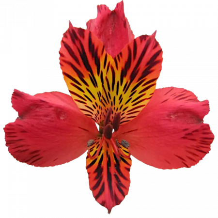 ‚Chinon‘