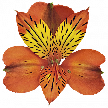 ‚Cinnamon‘