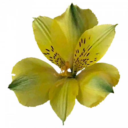 ‚Copacobana‘