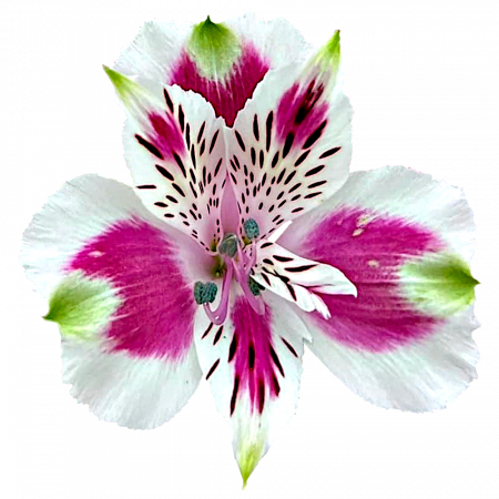 ‚Cordoba‘
