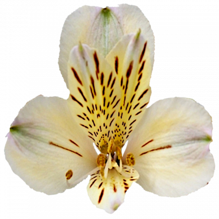 ‚Cream Valley‘