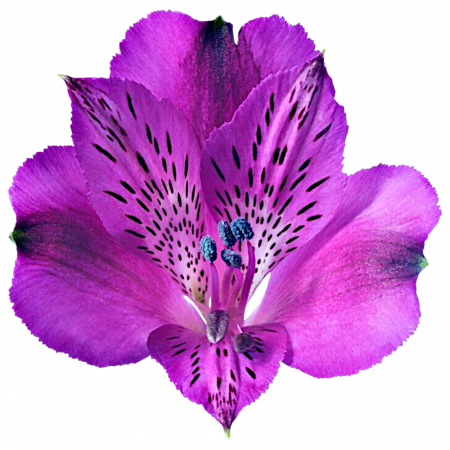 ‚Desire‘