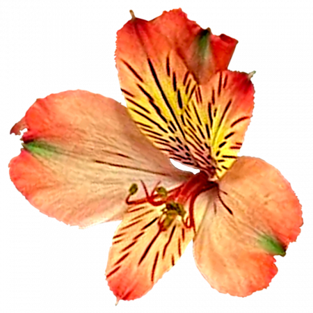 ‚Diamantina‘