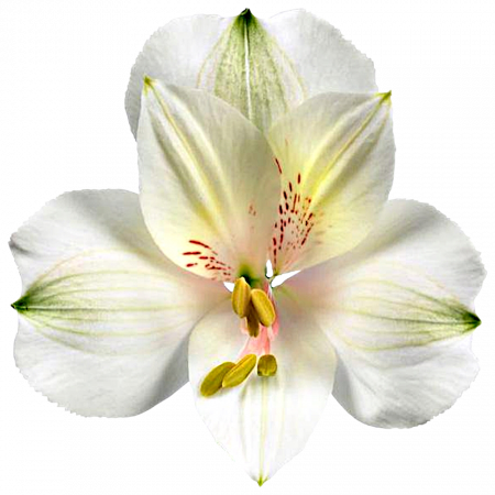 ‚Dame Blanche‘