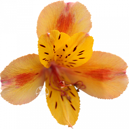 Duc d’Anjou ‚Anjou‘