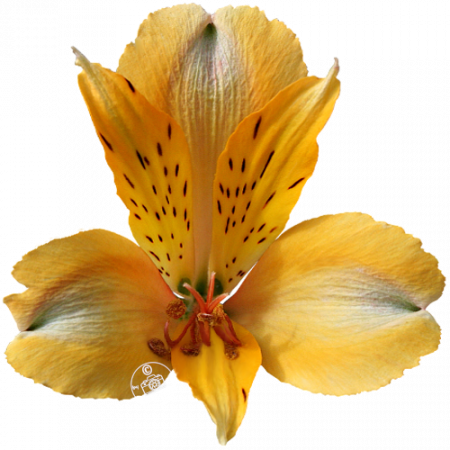 Duc d’Anjou ‚Antoine‘