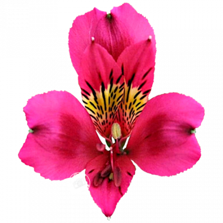 Alstroemeria Duc d’Anjou ‚Arthur‘